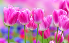 Розовые тюльпаны цветы, размытия фона HD обои