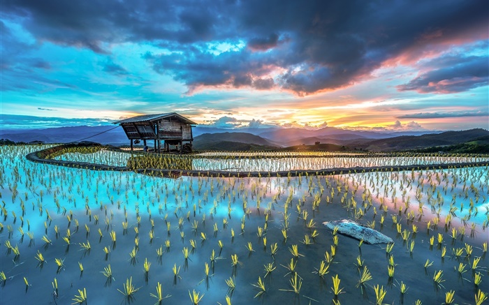 плантации, рис, хижина, красивый пейзаж Азии обои,s изображение