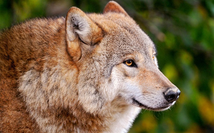 Хищники, волк обои,s изображение