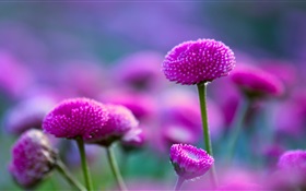Фиолетовые цветы и нечеткой HD обои