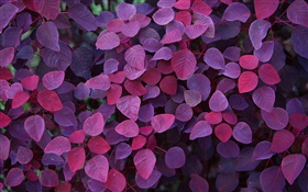 Фиолетовый листья, растения HD обои