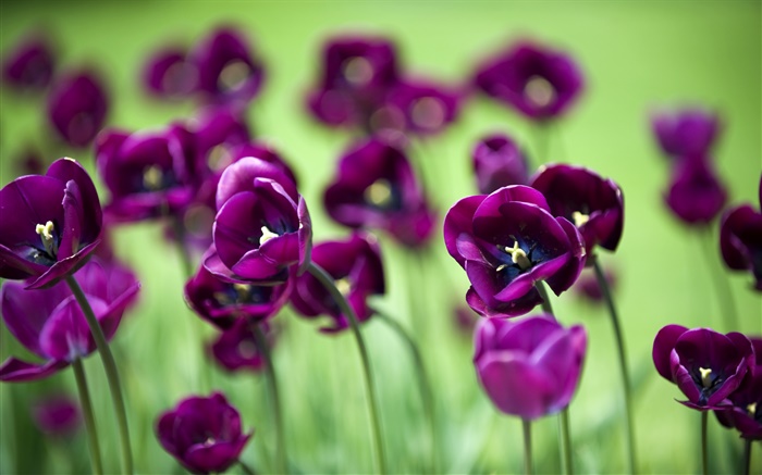 Фиолетовый тюльпан цветы, зеленый фон обои,s изображение
