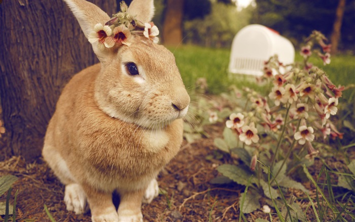 Кролик и цветы обои,s изображение