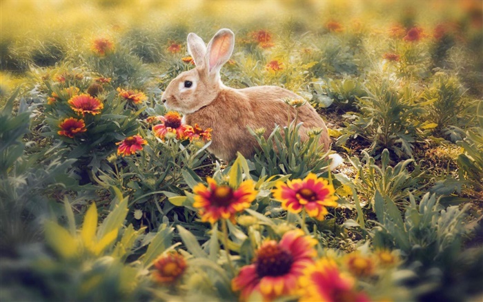 Кролик скрыты в цветах обои,s изображение