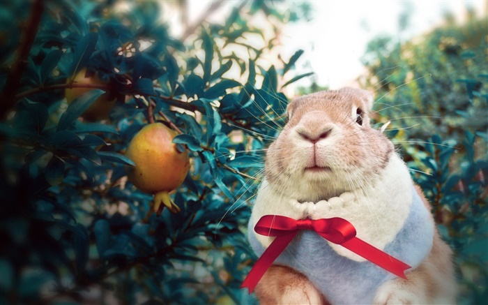 Кролик носить платок обои,s изображение