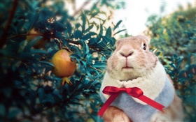 Кролик носить платок HD обои