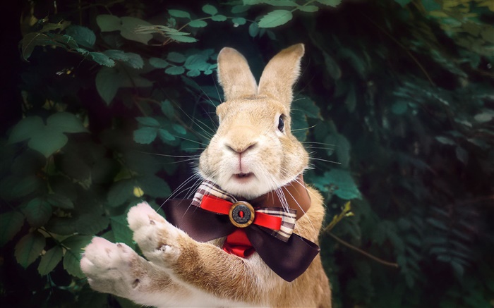 Кролик с галстуком обои,s изображение