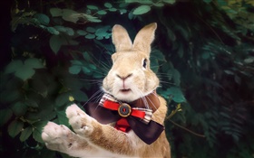 Кролик с галстуком HD обои