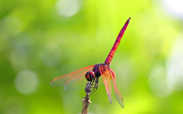 Красная стрекоза обои,s изображение