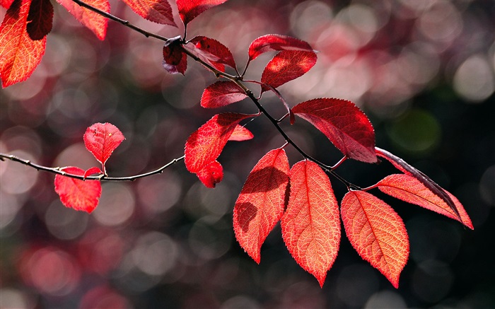 Красные листья под солнцем обои,s изображение