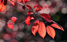 Красные листья под солнцем