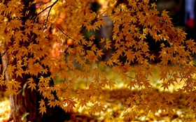 Красные кленовые листья, дерево, осень