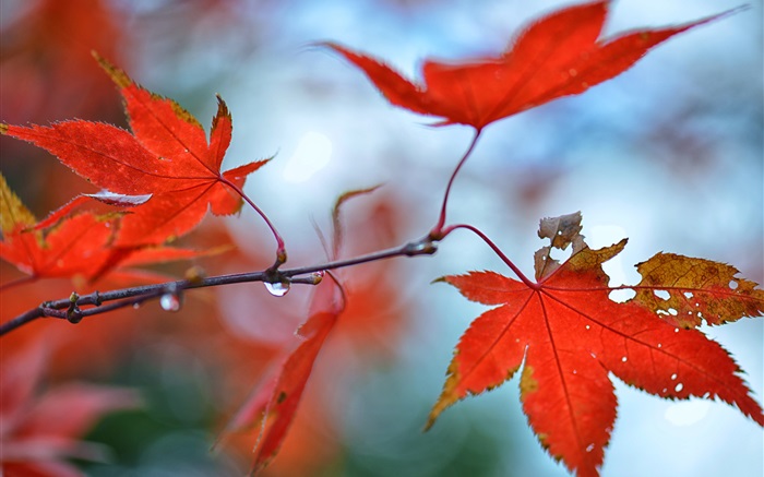Красные листья клена, капли воды обои,s изображение