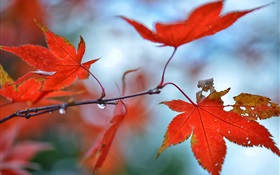 Красные листья клена, капли воды HD обои