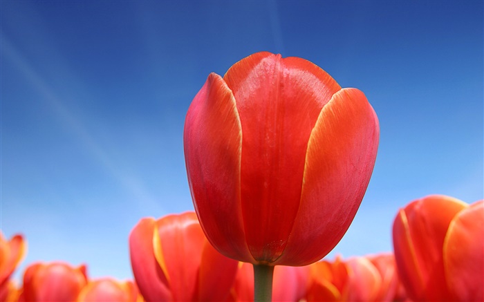 Красный тюльпан цветок крупным планом, голубое небо обои,s изображение