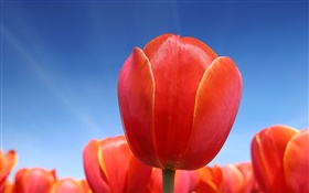 Красный тюльпан цветок крупным планом, голубое небо