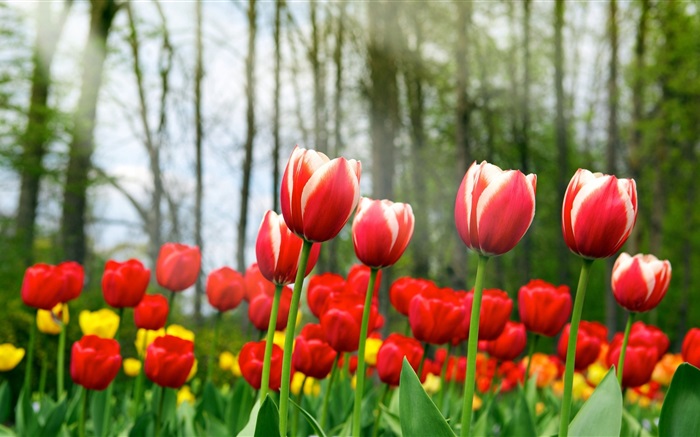 Красные цветы тюльпанов обои,s изображение