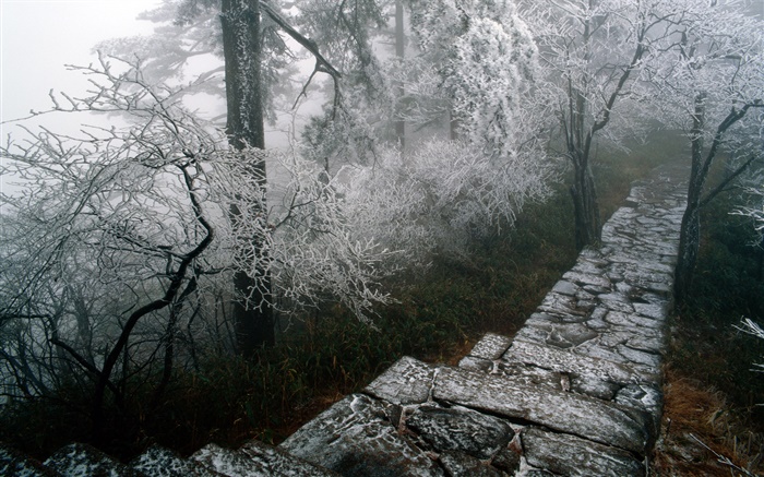 изморозь пейзажи, деревья, зима, снег, пейзажи Китай обои,s изображение