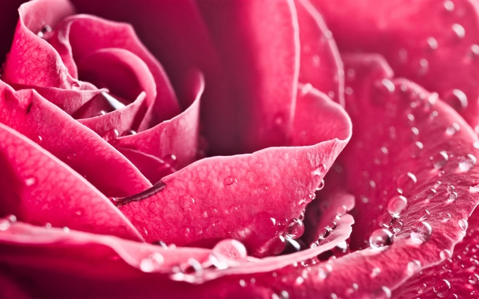 роза крупным планом, лепестки, капли воды обои,s изображение