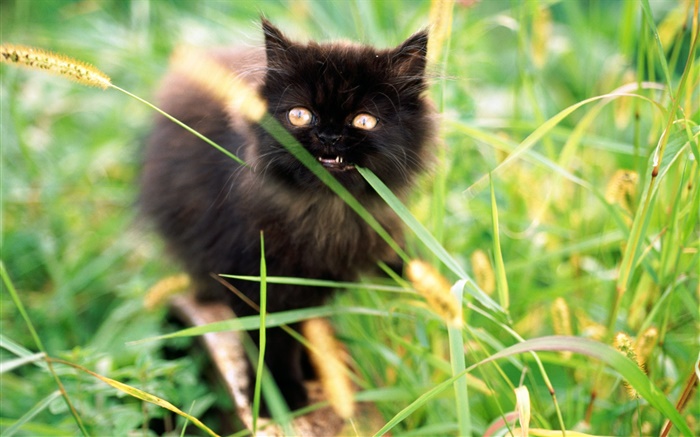 Малый черный котенок в траве обои,s изображение