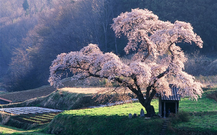 Весна вишневого дерева обои,s изображение