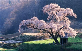 Весна вишневого дерева HD обои