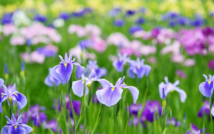 Летние цветы ириса обои,s изображение