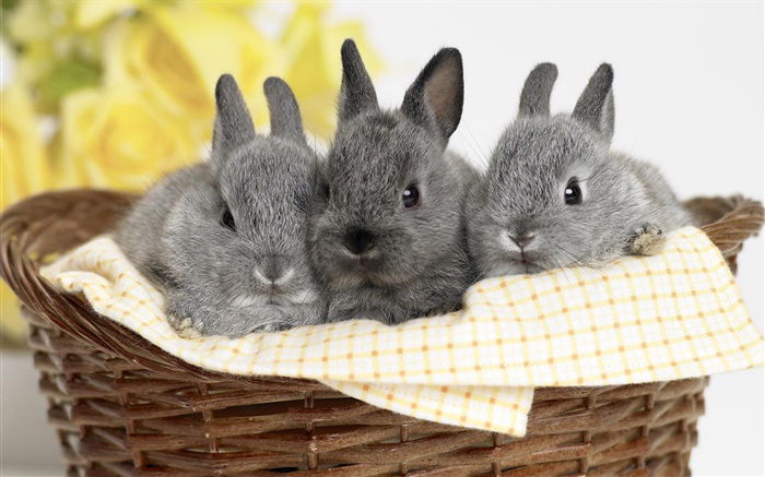 Три серый кролик обои,s изображение