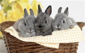 Три серый кролик HD обои
