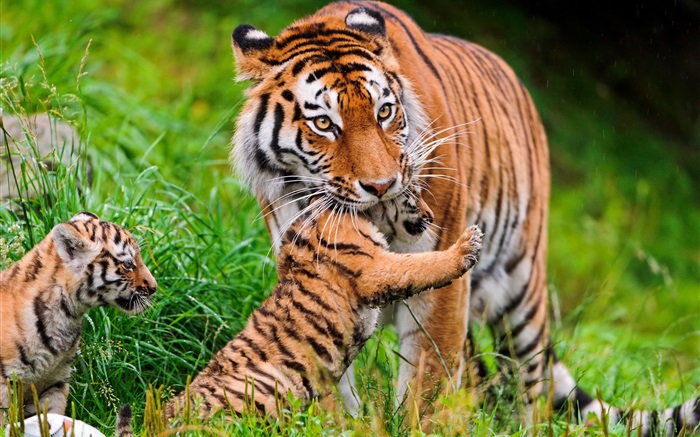 тигр семьи, трава обои,s изображение