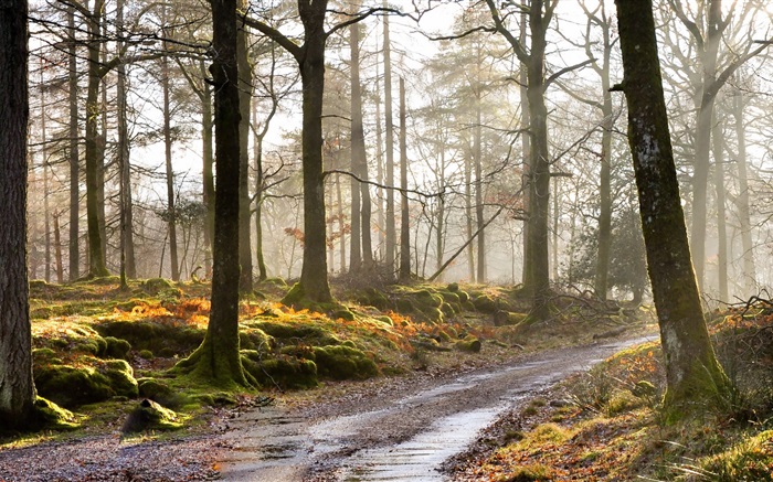 Деревья, дороги, туман, утро обои,s изображение