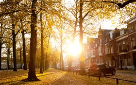 Деревья, солнечный свет, осень, дома HD обои