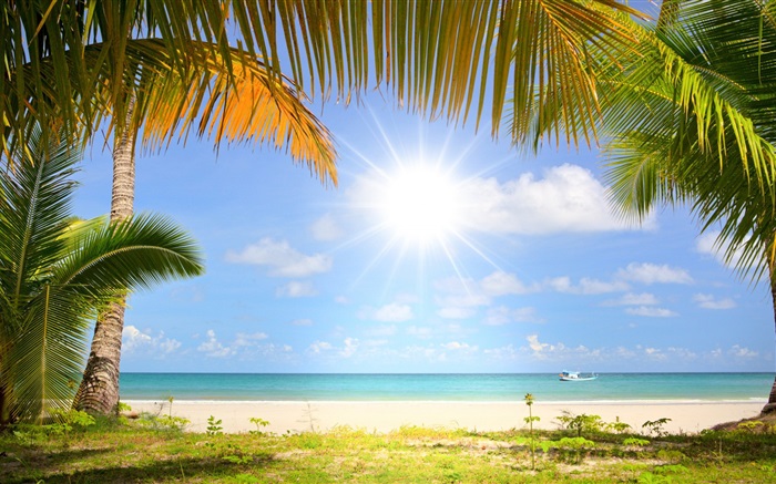 Тропический пляж, солнце, пальмы обои,s изображение