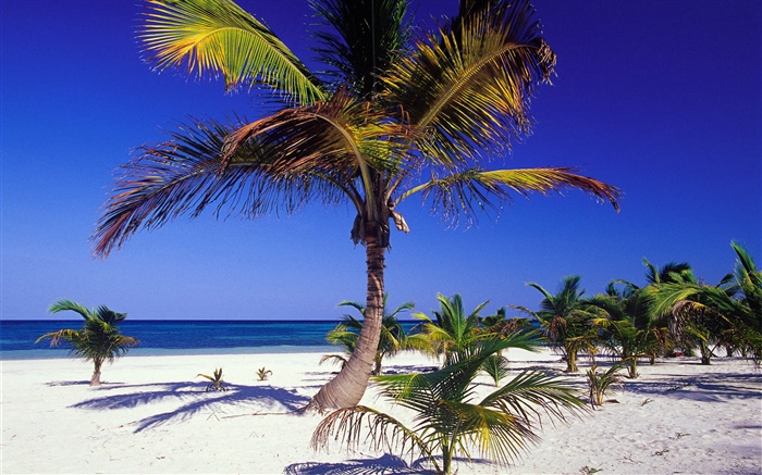 Тропический пляж с пальмами обои,s изображение