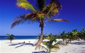 Тропический пляж с пальмами HD обои