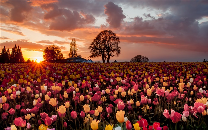 тюльпан поле цветы, теплый закат обои,s изображение