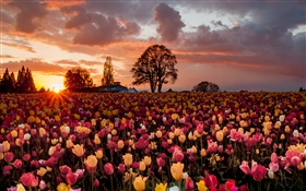тюльпан поле цветы, теплый закат HD обои