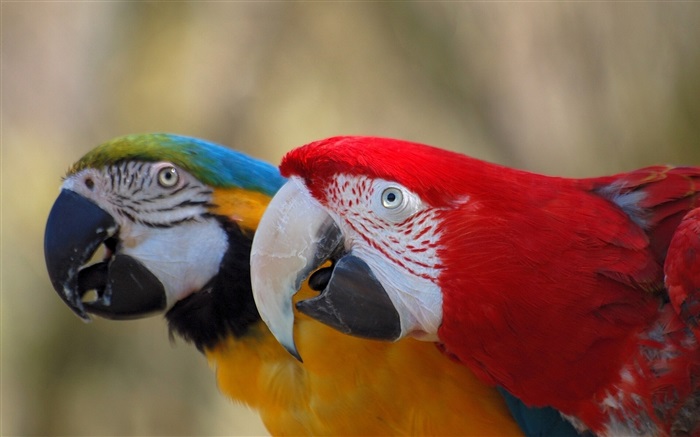 Две милые попугай обои,s изображение
