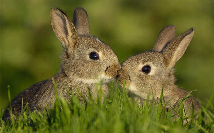 Два серый кролик обои,s изображение