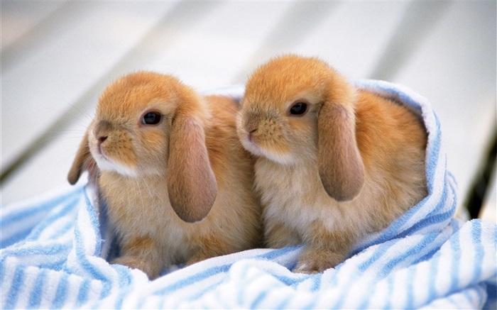 Два кролика щенки обои,s изображение