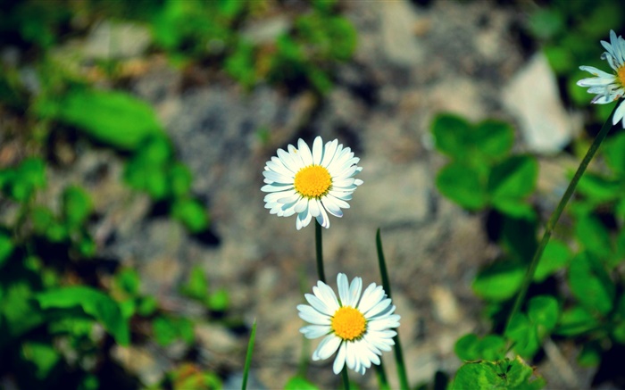 Два белых ромашки цветы обои,s изображение