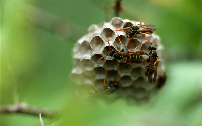 оса, насекомое обои,s изображение