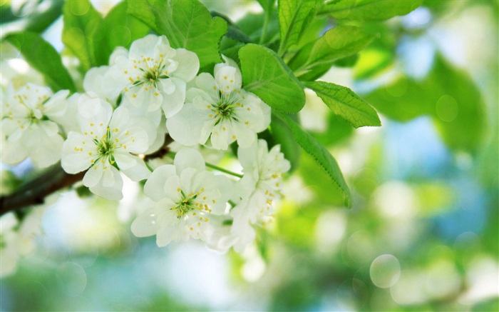 Белые вишни обои,s изображение