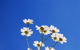 Белые маленькие цветы, голубое небо HD обои