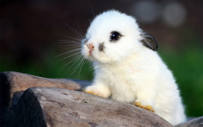 Белый кролик обои,s изображение