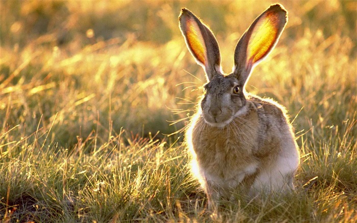 Дикий кролик в траве обои,s изображение