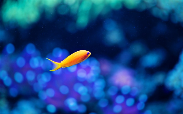 Желтая рыба, голубая вода обои,s изображение