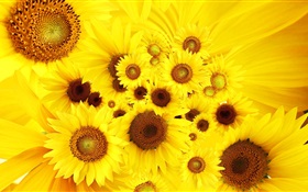 Желтые цветы, подсолнечник HD обои