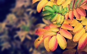 Желтые листья, осень HD обои