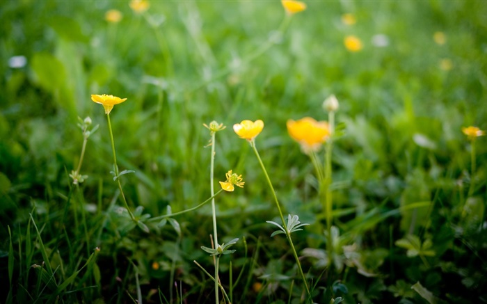 Желтые полевые цветы обои,s изображение